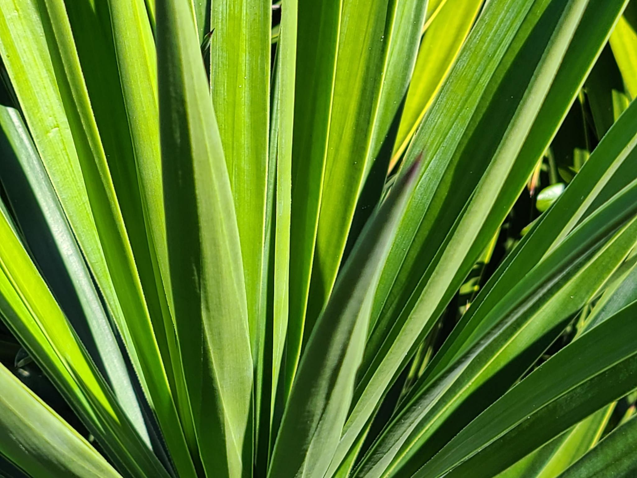 Yucca aloifolia